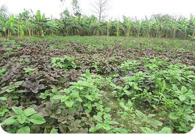 Crop Diversity in Nayakrishi Farmers’ field in Delduar, Tangail