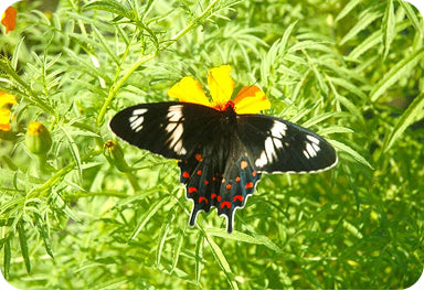 TEN RULES OF NAYAKRISHI FARMING